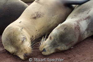 Sound sleeping cuties in the Galapagos. by Stuart Spechler 